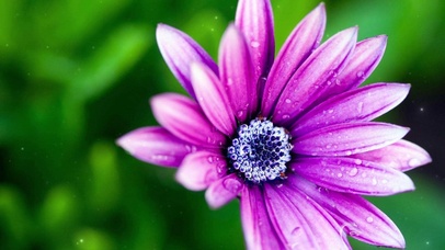 清新养眼唯美花卉