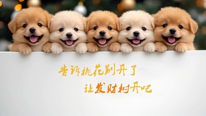 许愿狗狗