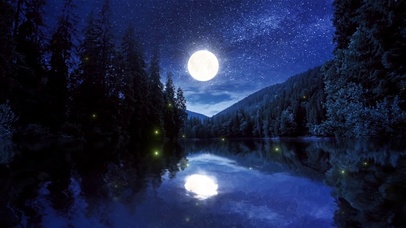 森林月夜