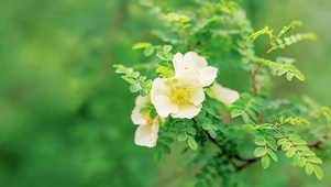 唯美的鲜花