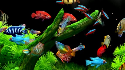 水族箱游鱼带鱼屛