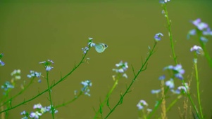 白蝴蝶在花丛中飞舞采蜜
