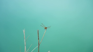 4k蜻蜓湖边枯枝自然昆虫