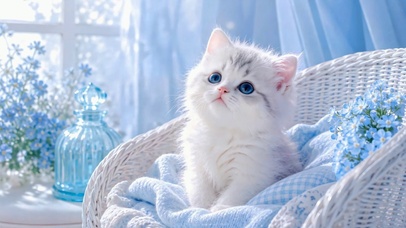 清新治愈蓝眼小奶猫