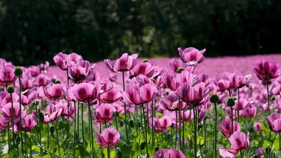 阳光风中治愈花朵
