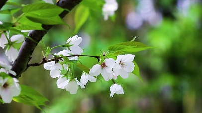 超治愈樱花