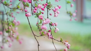 垂丝海棠