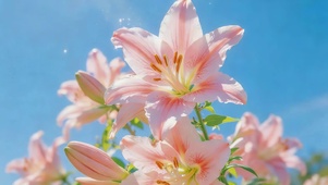小清新百合花