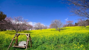 唯美春天油菜花
