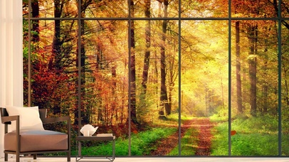 秋天户外落叶树林