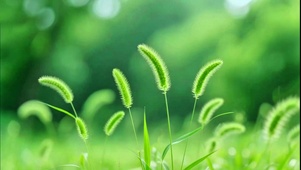 治愈护眼狗尾草