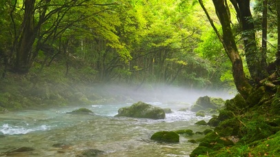 雾气绿林流水