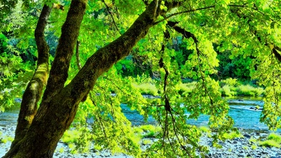 夏日绿荫小河流水4K