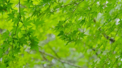 护眼雨天绿叶