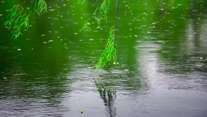 雨天护眼湖面柳枝 