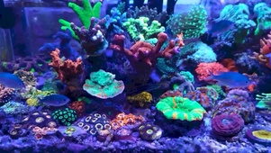 海缸珊瑚