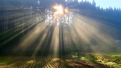 雾气阳光透过田间树林