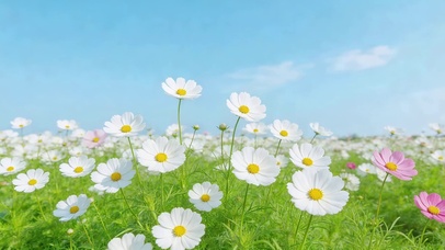 蓝天下小清新鲜花