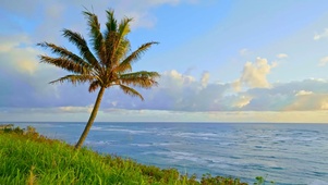 椰树海岸