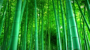 竹林护眼
