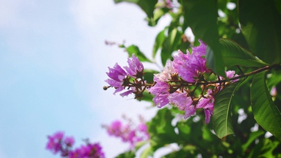 唯美粉色春天花朵