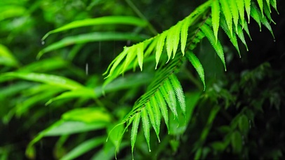 夏日清凉绿叶雨