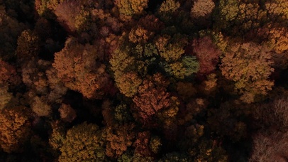 俯视秋季森林树冠