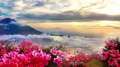 高端大气映山红