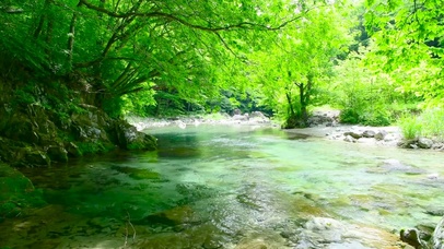 清新护眼绿林流水