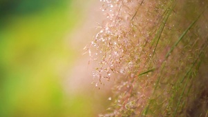 芦苇花露水