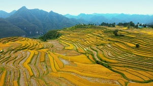 水稻梯田