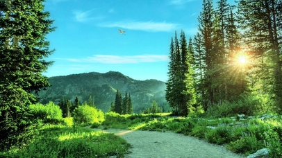 绿树青山，明媚阳光