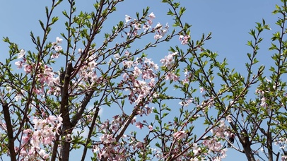 春天樱花盛开升格