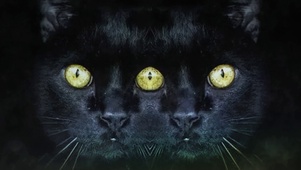 幻影黑猫