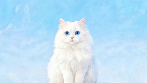 猫咪