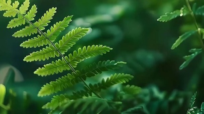 护眼绿景树木带鱼屏