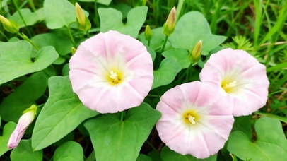 护眼花草树木