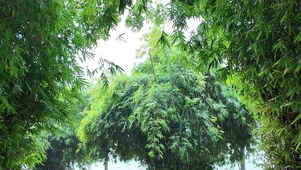 公园雨后竹林翠绿的清新景观