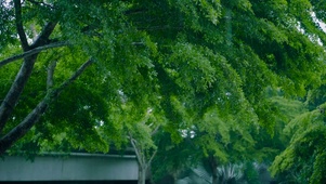 雨中护眼绿树