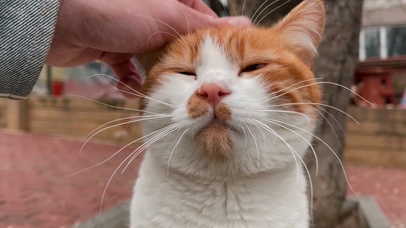 猫咪