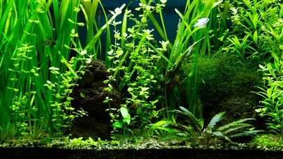 4K绿色护眼水族馆