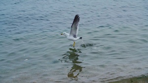 4k海鸥海面飞行自然鸟类风光