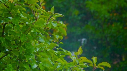 雨中绿树叶