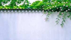 唯美蔷薇花