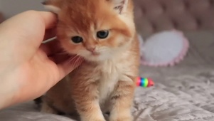 可爱小猫