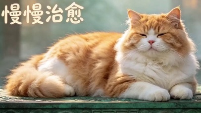 喵星人