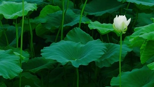 静谧清雅荷花