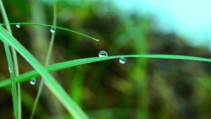 4K 治愈晨露