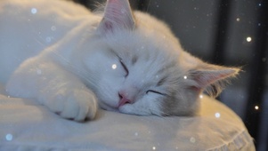 恬静小猫咪
