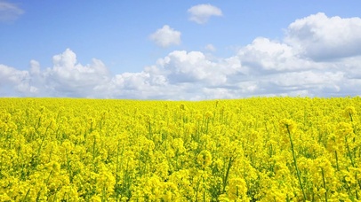 油菜花